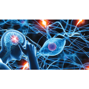 PADI Neurological Assessment Provider Course (Virtual Class)