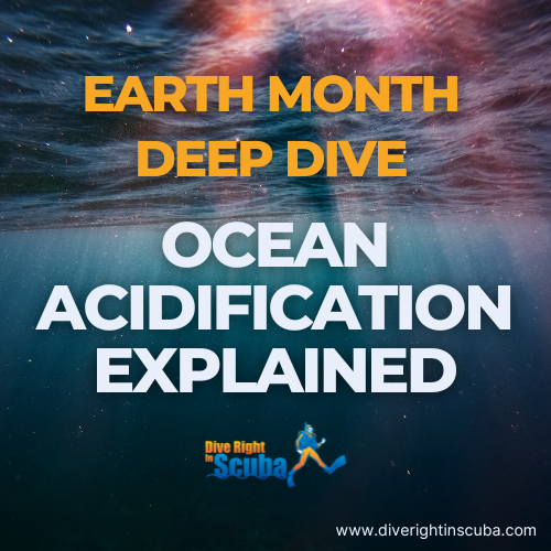 Earth Month Deep Dive: Ocean Acidification Explained
