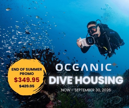Divers swimming in the ocean using oceanic plus housing for their phones to take underwater photos.